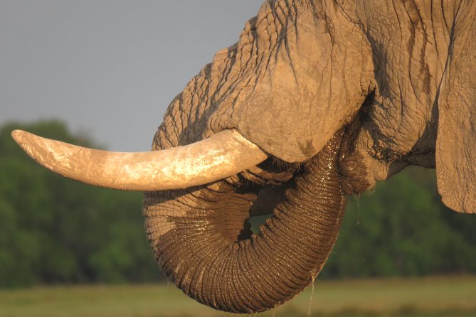 11 Days Botswanas Great Safari Experience - Adventure Activities