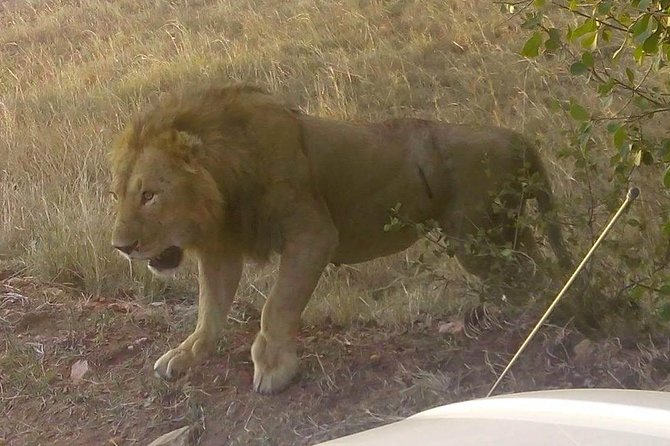 11 Days Guided Group Safari in Kenya And Tanzania - Pricing Details