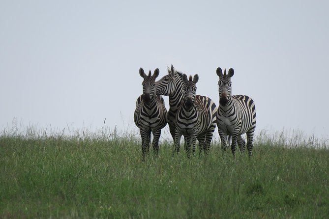 12 Days Wildlife Safaris And Culture Tour - Cultural Immersion in Maasai Villages