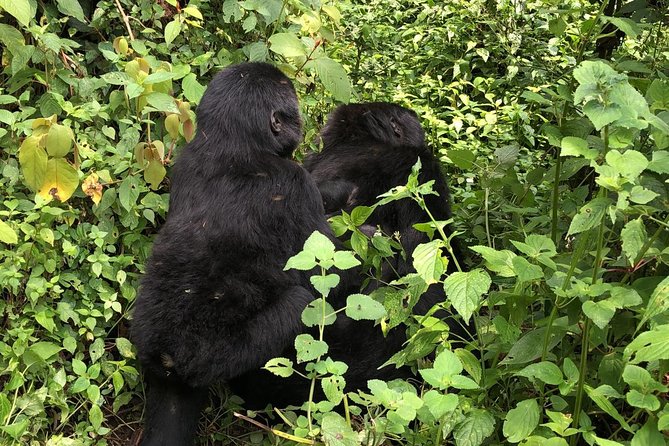14 Day Pearl of Africa Uganda Classic Wildlife Safari - Highlights of the Itinerary