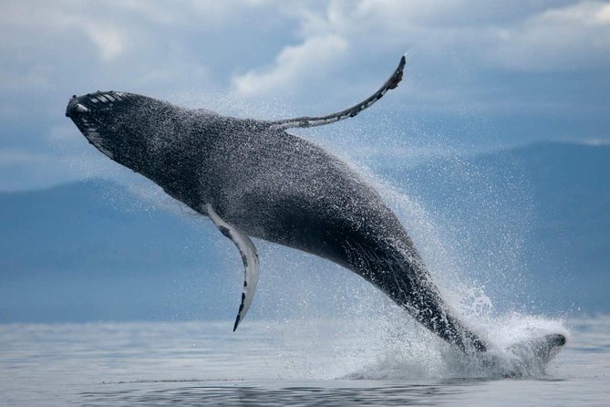 1hr ATV Adventure & Whale Watching Combination Tour From Reykjavik - Inclusions and Amenities