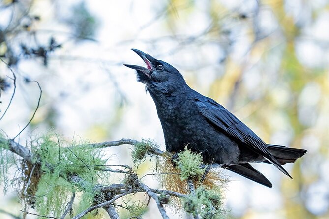 2-Day Bird Watching Tour in the Sierra De Bahoruco - Pickup Details