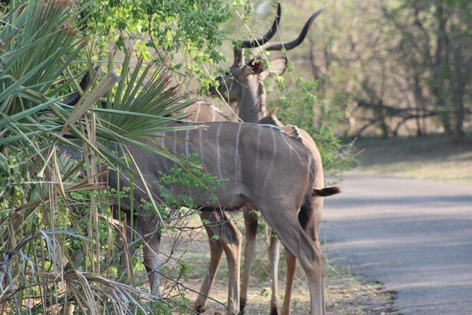 2-Day Camping Safari in Chobe National Park From Victoria Falls - Itinerary and Activities