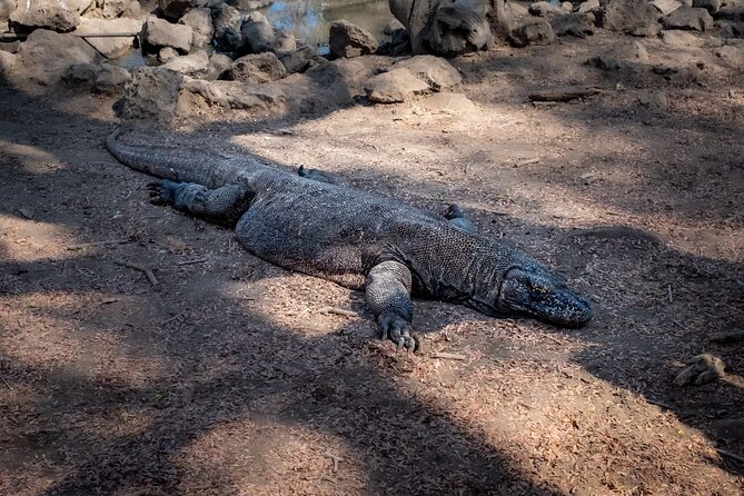 2-Day Komodo National Park and Rinca Island Wildlife Adventure From Bali - Itinerary Highlights