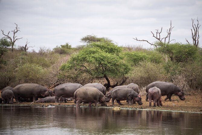 2 Day Kruger National Park Safari From Johannesburg and Transfers - Pickup and Logistics