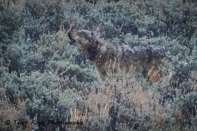 2-Day Private Yellowstone Tour(Lower and Upper Loops W Iconic Sites) W Lunch - Professional Adventure Guides