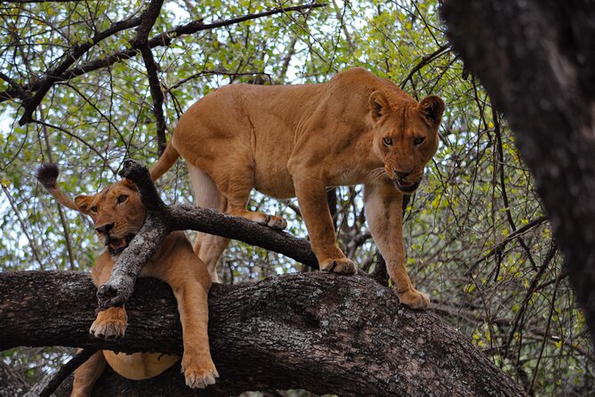 2-Day Sublime Safari to Tarangire and Ngorongoro Safari - Exploring Tarangire National Park