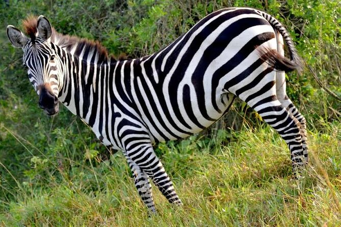 2-Day Wildlife Safari in Lake Mburo National Park - Itinerary for the 2-Day Trip