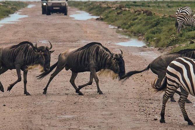 2 Days 1 Night Mikumi National Park: a Perfect Private Safari - Pickup and Meeting Point