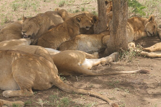 2 Days 1 Night Northern Joining Safari Private Tour - Inclusions and Amenities