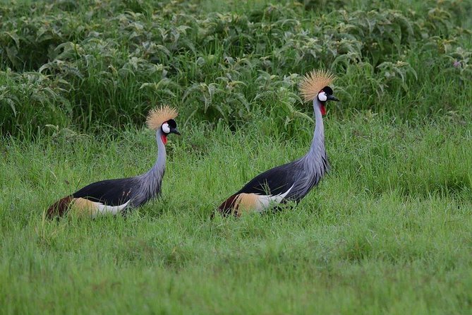 2 Days Amboseli Private Safari - Diverse Habitats