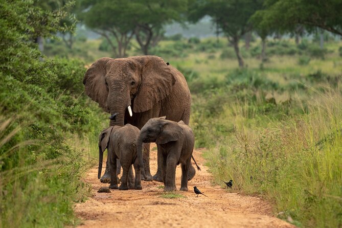 2 Days Budget Safari to Murchison Falls National Park - Transportation Arrangements