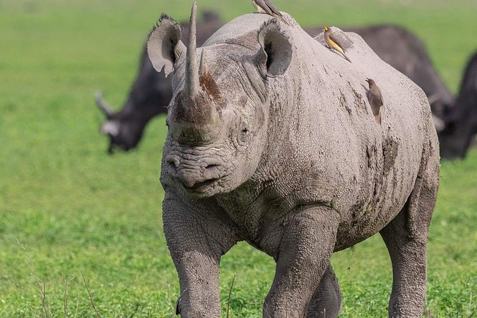 2 Days Joined Group Tarangire and Ngorongoro Crater National Park - Pickup and Meeting Details