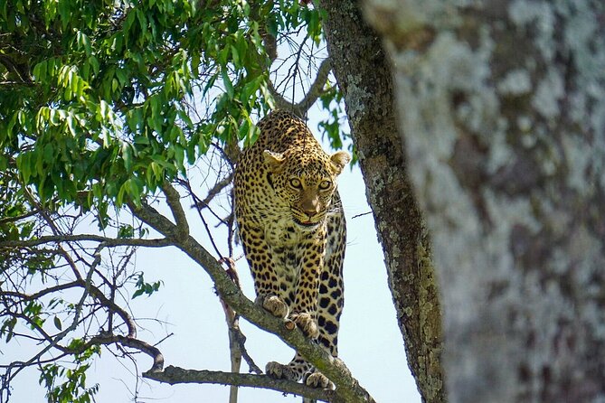 2 Days Masai Mara Private Safari From Nairobi - Pickup and Accessibility Details