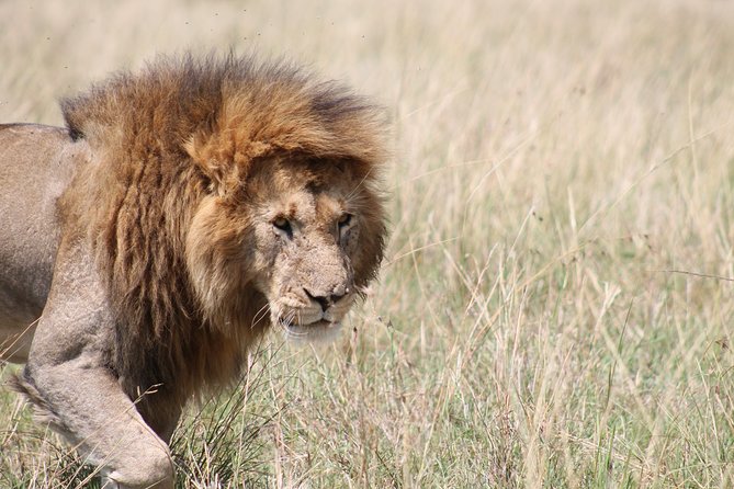 2 Days Masai Mara Safari - Accommodations and Meals
