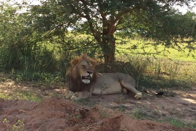 2-days Murchison Falls and Wildlife Game Viewing - Itinerary Highlights