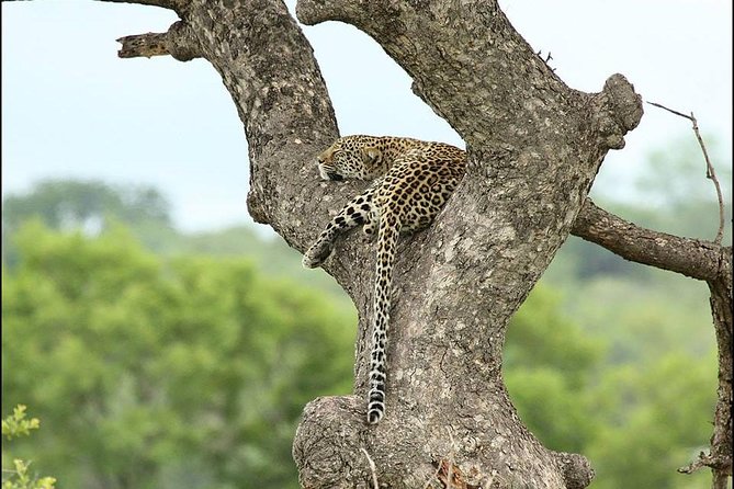 2-Days Pilanesberg Best Chance to View Big 5 With Private Extended Safari - Itinerary Highlights