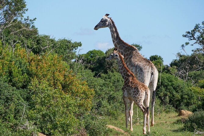 2 Days Pilanesberg National Park Luxury Safari - Luxury Safari Accommodations
