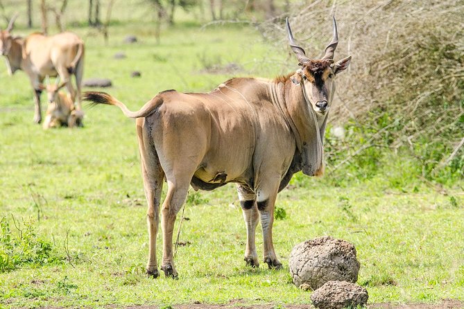 2 Days Popular Safari to Lake Mburo National Park - Itinerary Highlights