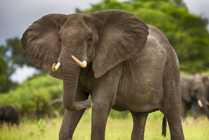 2 Days Tour From Zanzibar to Nyerere National Park (Selous GR) - Inclusions