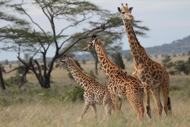 2 Days Wildlife Game Drives Through Tarangire and Ngorongoro Crater - Tarangire National Park: Elephants and Baobabs