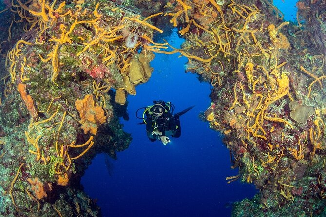 2 Dives in Cozumel (For Certified Divers Only) - Included Services