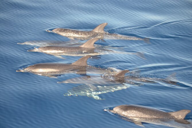 2-Hour Dolphin Watching Experience in Fuerteventura - Meeting and Pickup Locations