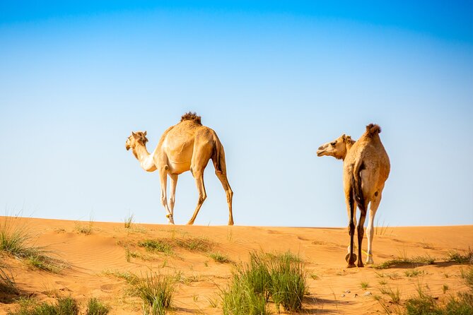 2-Hour Quad Biking Guided Tour in the Desert of Ras Al Khaimah - Health and Safety Considerations