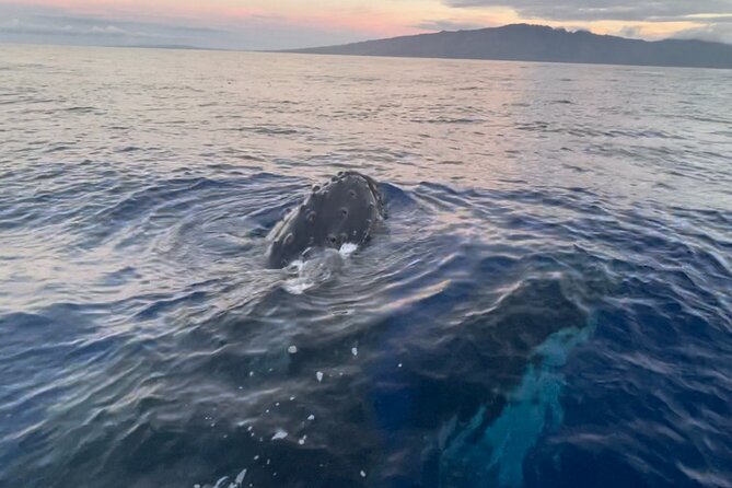 2 Hours 30 Minutes Whale Watch And/Or Scenic Tour - Kayak Details