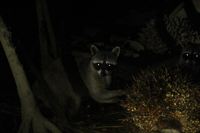 2 Hours of Night Boat Experience Through the Mangroves - Inclusions and Amenities