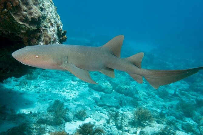 2 Location Snorkel Tour - Gear Included, 65 Minutes per Location - Tour Options