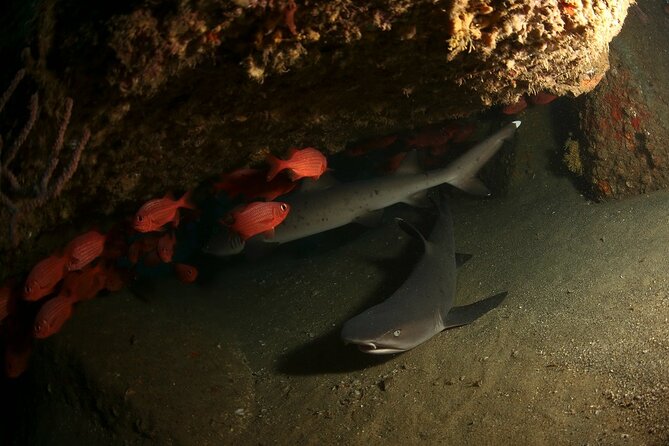 2 Tank Tour in Cabo San Lucas Reserve, Certified Divers With MANTA - Inclusions and Meeting Information