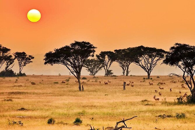25 Day Uganda Rwanda Kenya and Tanzania Safari Zanzibar Inclusive - Inclusions and Accommodations