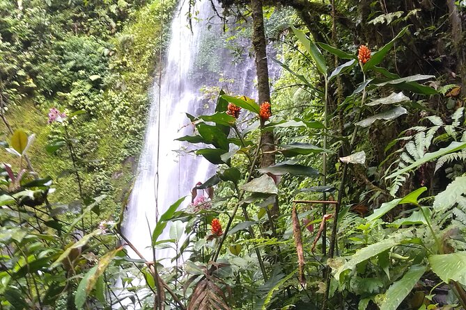 2x1 Guided Tour Combo Hanging Bridges and Night Walk - Meeting and Pickup