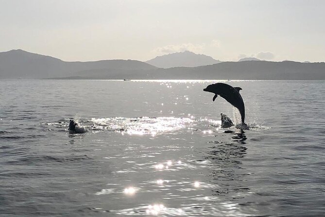 3 and a Half Hours Snorkeling and Dolphin Watching in Figarolo - Product Code for Reference