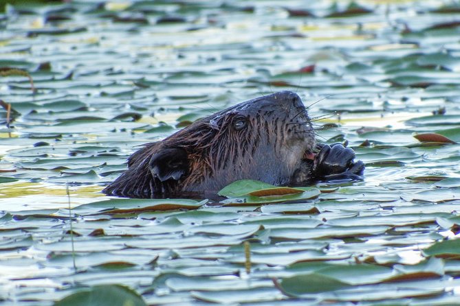 3 Day Algonquin Park Canoe Trip - Moose & Beaver Safari - Included Gear and Amenities