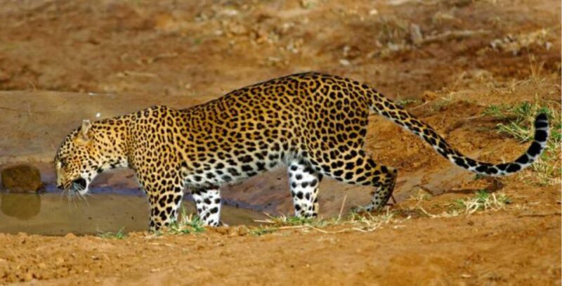 3-Day All Inclusive Wildlife Tour in Belihuloya & Yala - Itinerary Highlights