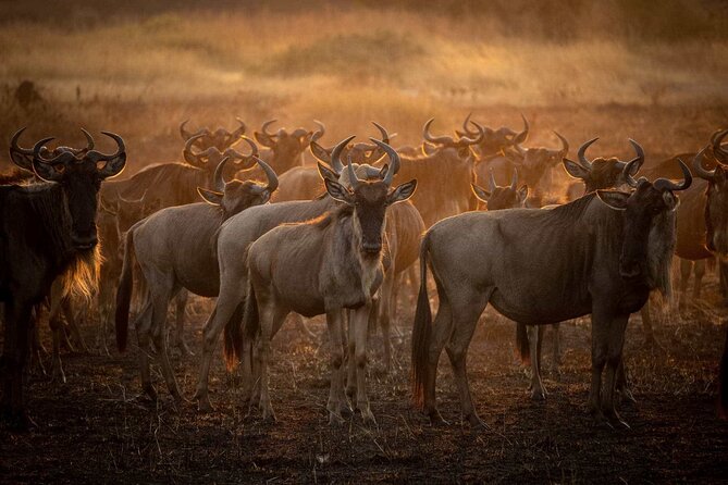 3-Day Camping Safari Tarangire, Lake Manyara & Ngorongoro Crater - Lake Manyara National Park