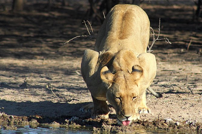 3 Day Central Kalahari Game Reserve Safari Tour - Meeting and Pickup
