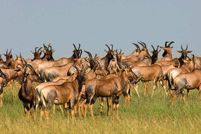 3 Day Classic, Guided Serengeti Safari - Whats Included in the Package