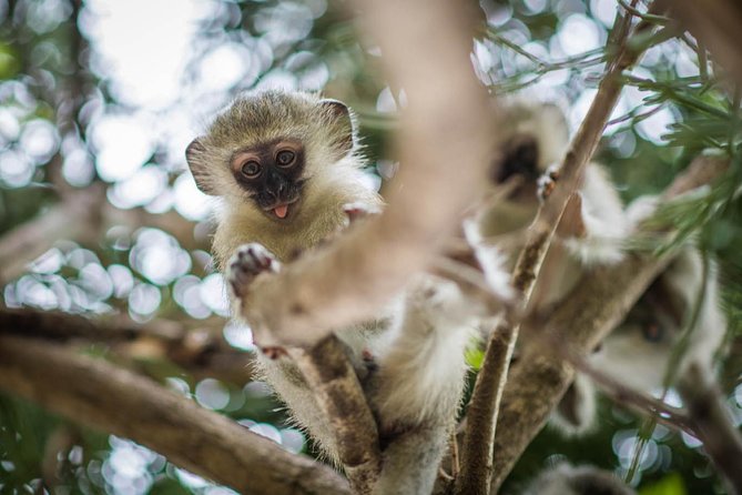 3 Day Classic Kruger National Park Safari - Pricing and Inclusions