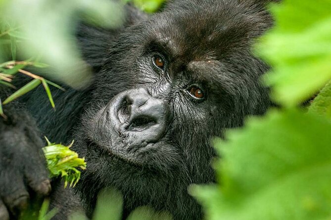 3-Day Climax Guided Gorilla Trekking Mist and Batwa Safari - Gorilla Trekking Details