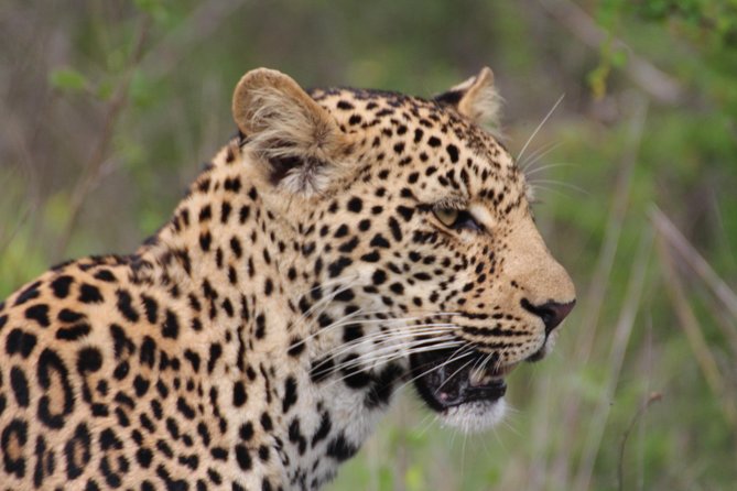 3-Day Essence of the Kruger Park - Pickup and Departure Details