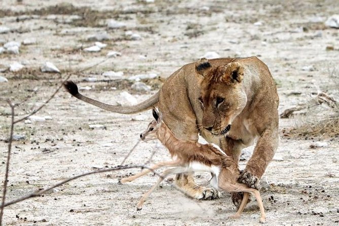 3 Day Etosha Budget Camping Safari - Participation Requirements