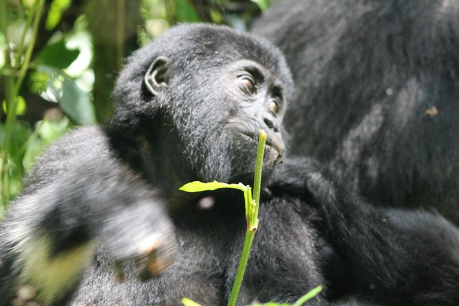 3-Day Gorillas Trekking and Batwa Experience - Accommodation Options