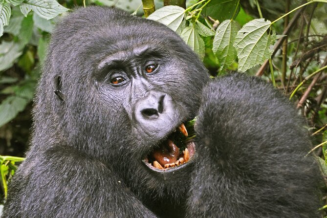 3 Day Guided Gorilla Tracking Safari At Bwindi National Park - Scheduling and Availability