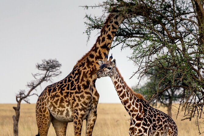 3-Day Luxury Safari Private Tour Tarangire and Ngorongoro - Pricing Details
