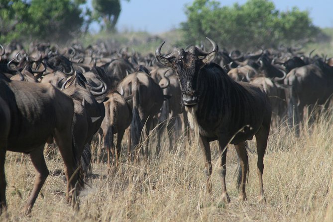 3-Day Maasai Mara Group Joining Safari - Highlights of the Itinerary