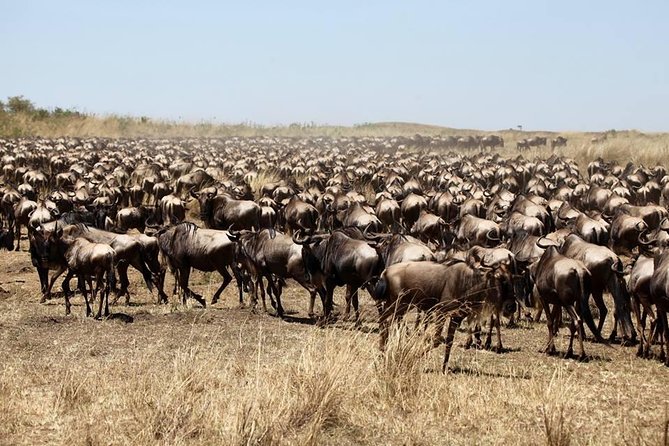 3-Day Masai Mara Luxury Safari - Wildlife Encounters