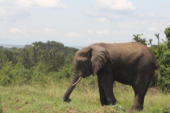 3-Day Queen Elizabeth and Chimpanzees-Join a Group! - Highlights of the Experience